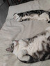 K9鲜肉猫粮幼猫成猫通用冻干肉绒益生菌黑金粮鸡肉乳鸽配方10kg 实拍图