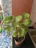 重瓣三角梅苗盆栽地栽花卉老桩室内阳台庭院爬藤植物四季开花 中国红色【花期带花原盆原土发货】 实拍图