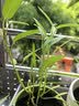 ldeal理想农业 小叶空心菜种子雍菜种籽阳台盆栽夏季耐湿耐热蔬菜种子 实拍图