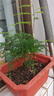 文竹盆栽绿植花卉盆景植物室内客厅水培文松云竹文竹大苗四季常青 小文竹【1颗】原盆原土球发货 高度15-25cm 实拍图