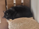 好主人金装好主人猫粮2.0 成猫幼猫蓝猫英短通用全价无谷冻干 【下单赠喵舔酱】金装成猫粮20斤 实拍图