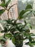 开时果 四季桂花盆栽树苗浓香型 新中式盆景办公室内绿植物源头直发包邮 精品四季桂+砖红加仑盆 【整高约40-50cm左右】 实拍图