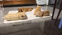 麦富迪狗狗罐头 barf霸弗主食罐头成幼犬通用增强免疫100g*24罐 实拍图