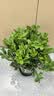 栀子花盆栽四季卉植物室内绿萝绿植茉莉花带花苞开花好养树苗植物 【主图怀抱款】精品级230#特大盆栀子花+加仑盘 送营养液 实拍图