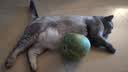 普安特宠物猫咪耳螨狗狗猫咪洗耳液滴耳液马拉色菌复方制霉菌素膏尔加分 实拍图