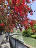 丸丫T2旅行家口袋推车婴儿遛娃神器轻便折叠儿童溜娃星际黑+枕+垫 实拍图