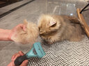 富美内特（FURminator）梳子猫咪去浮毛底绒梳开结梳猫毛梳布偶缅因美毛护毛长毛猫小号 实拍图