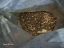 疯狂小狗宠物狗零食 3+2肉蔬罐头90g 实拍图