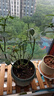 花翁海棠花盆栽树苗重瓣长寿冠盆景老桩庭院阳台绿植室内花卉源头直发 实拍图