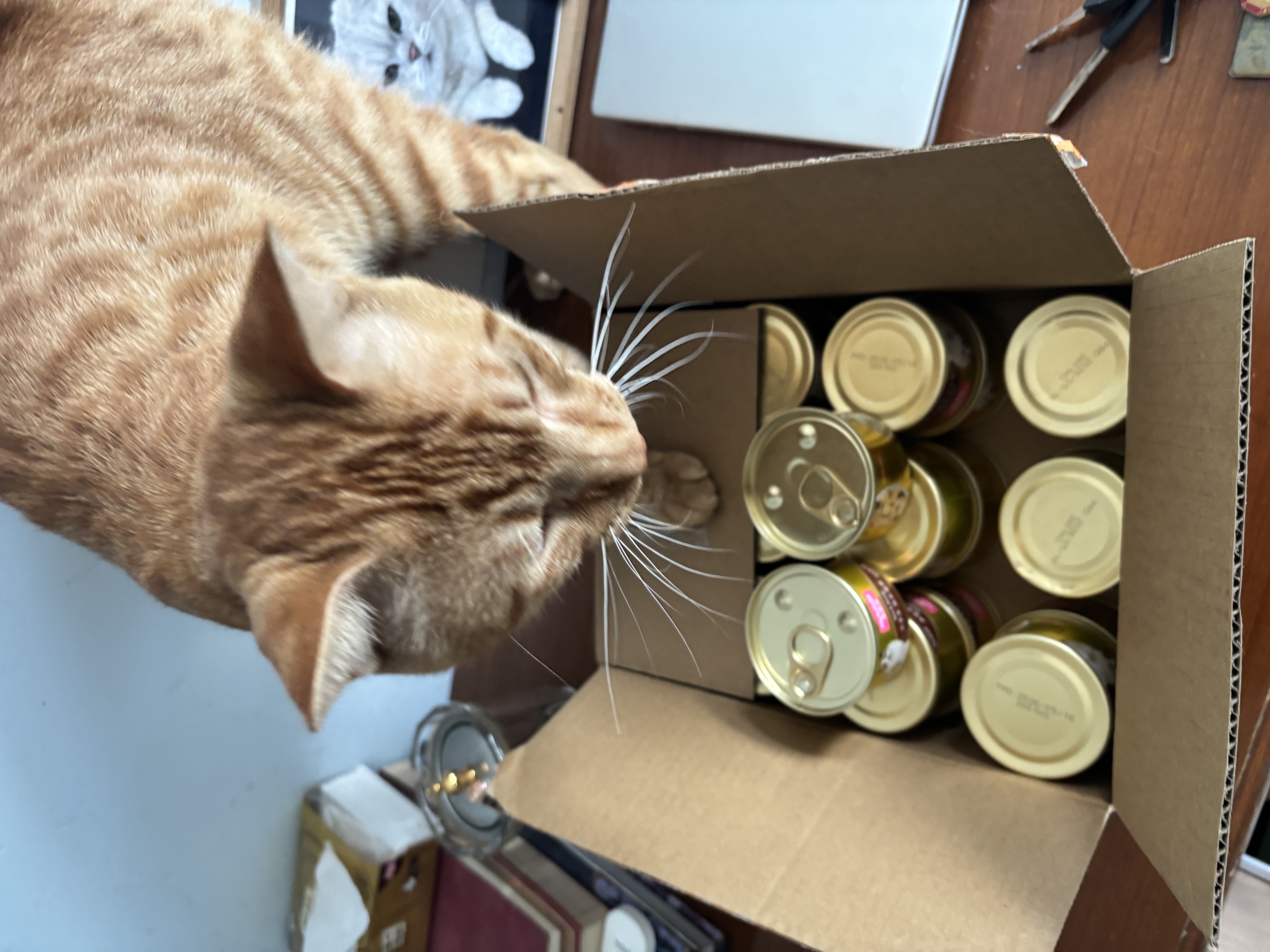 麦富迪猫罐头 浓汁猫罐头猫咪零食成幼猫补水亮毛吞拿鱼鲜虾85g*24罐 实拍图