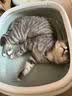 疯狂的主人猫砂盆半封闭式防外溅除臭隔味带猫砂铲猫厕猫屎盆猫沙盆幼猫成猫 实拍图