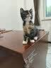 佳乐滋原装进口银勺浓汤猫罐头猫湿粮猫零食金枪鱼鲣鱼鸡肉70g*24罐 实拍图