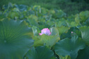 绿巨能（llano）适用尼康EN-EL15C相机电池充电器Z5 Z6 Z62 z63 Z7 Z8 Zf D7000 D7100 D7200 D7500 D850 D810微单 实拍图