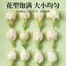 茗愿茉莉花苞110g广西横县三伏晴天茉莉花茶干花蕾泡水喝的花草养生茶 实拍图