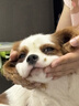 皇家狗粮 幼犬狗粮 宠物 小型犬 MIJ31 全价犬粮 2-10月 2KG 实拍图