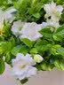 花翁栀子花盆栽四季开花卉大全树苗室内绿植好养易活茉莉花源头直发 实拍图
