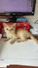 皇家猫粮 成猫猫粮 口感型 ES35 通用粮 12月以上 10KG 实拍图