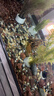 派乐特鱼缸溪流石底砂造景底沙子水草装饰雨林铺底石头子缸生态5斤 实拍图