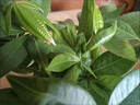 花翁大盆三杆发财树盆栽绿植室内客厅中式盆景办公室桌面摆件源头直发 实拍图