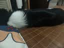LEGENDSANDY蓝氏狗粮金毛柯基拉布拉多全犬种成犬幼犬多肉蔬菜15kg【囤货装】 实拍图