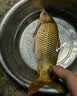 欧娜（OLLA）新款进口日本欧娜鱼钩细丝泥鳅钩宽钩门挂虾活饵筏钓钩翘嘴路亚钩 超细泥鳅钩30枚 8号 实拍图