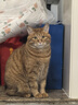 鲜朗主食猫条磷虾三文鱼油营养全价成猫幼猫湿粮无添加非零食补水湿粮 鸡肉味【12g/支】 48支【囤货装】 实拍图