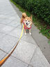 皇家狗粮绝育成犬狗粮犬粮宠物小型犬MSA30全价犬粮≥10月2KG 实拍图