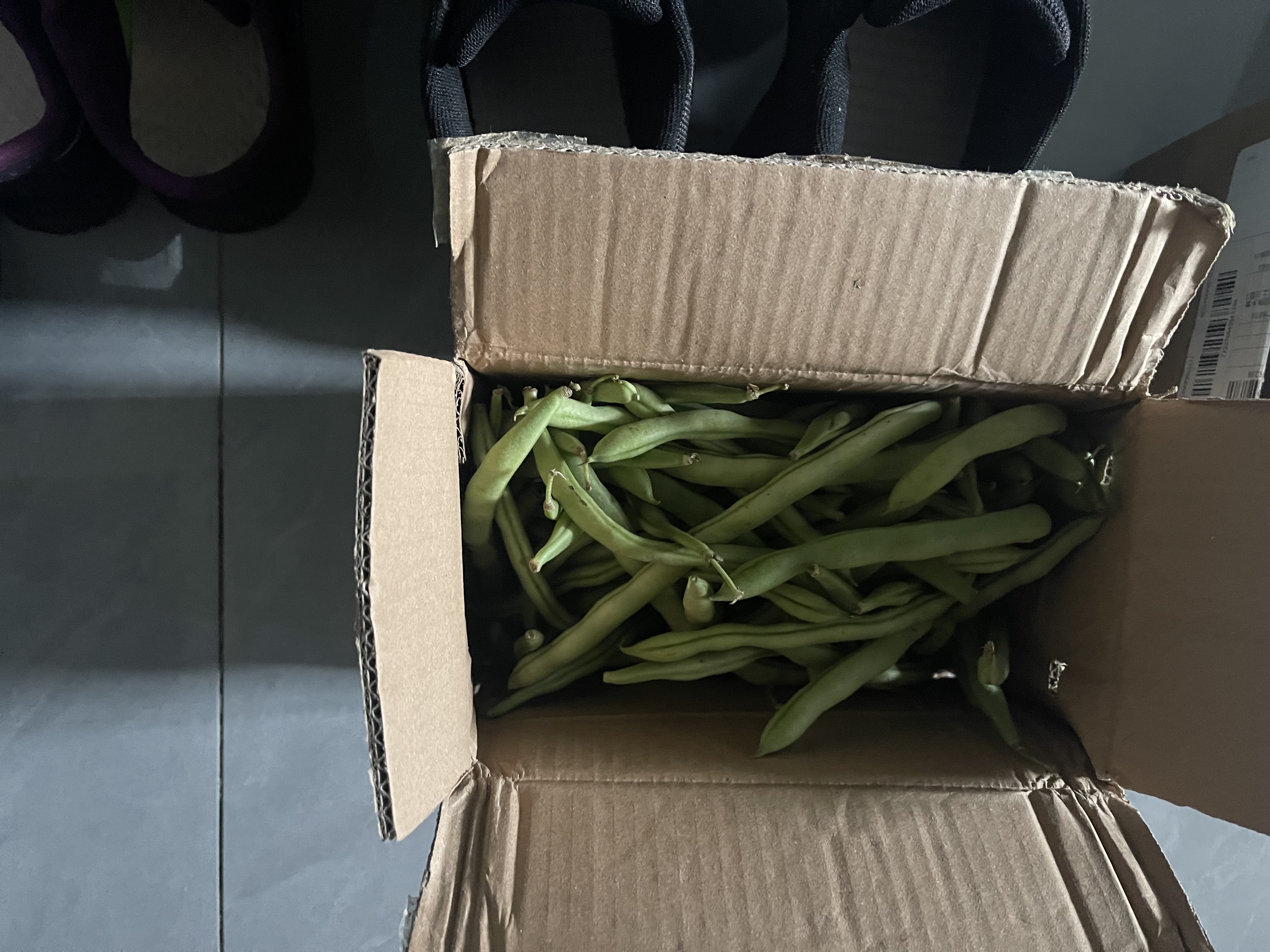 农家四季豆新鲜现摘云南长扁豆角农家应当季蔬菜芸豆现摘菜豆 新鲜四季豆2斤带箱 实拍图