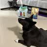 麦富迪狗粮 藻趣儿狗粮成犬粮牛肉螺旋藻 均衡营养2.5kg 实拍图