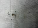 康佳（KONKA）超声波洁牙器机洗牙结石清除牙齿冲洗神器去黄牙结石污垢清洁烟茶渍菌斑打磨工具医用在家便携电动 实拍图