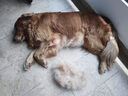 麦富迪狗粮 无谷牛肉双拼狗粮成犬 小型犬中大型犬通用15kg/30斤 实拍图