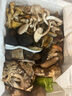 京地达云南特产新鲜见手青菌净重200g装牛肝菌食用菌源头直发包邮 实拍图