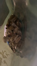 半山农 特优级辛夷花100克 中药材料 望春花木兰花木笔花玉兰花蕾鼻炎茶 实拍图