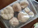 金唐有机猴头菇150g 山珍菌菇干货炖汤煲汤火锅食材 实拍图