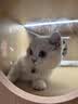 诚实一口P40全价猫粮 成猫幼猫高鲜肉长肉美毛养胃鸡鱼+乳鸽口味1.5kg*2包 实拍图