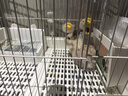 喜帅兔子提摩西草 精选烘干北提提草龙猫兔粮荷兰猪主粮磨牙零食500g 实拍图
