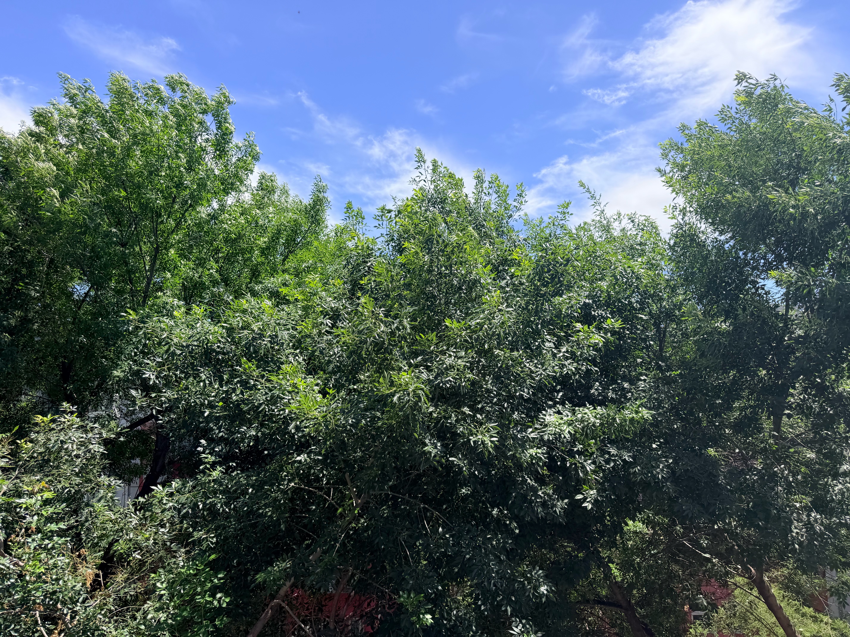威露士消毒液衣物除菌液非84消毒水洗衣服地板杀菌清洁高浓缩松木香 800ml*2瓶+170ml+60ml*3瓶 实拍图