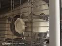 它适雪糕撞针水壶鹦鹉饮水器玄凤鸟用牡丹自动喂水器-奶油白 实拍图