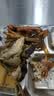 湾琴河 香油海白菜500g 罐装即食裙带菜梗段片海藻沙拉下饭菜 实拍图