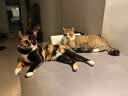 Orijen渴望猫粮 成猫幼猫粮 六种鱼肉美毛无谷全价进口5.4kg效期27/1 实拍图