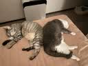 倔强尾巴纯豆腐猫砂 绿茶除臭专利 无尘秒吸京东定制猫砂囤货2.3kg*12袋 实拍图
