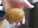 佳沛（zespri）绿奇异果 优选大果12粒单果约115-135g  水果 猕猴桃 实拍图