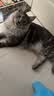 玫斯（metz）云朵主食罐宠物猫粮猫零食  美毛猫粮零食罐头布偶白猫粮罐 鸡肉配方 85g*5罐装 实拍图