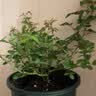 海蒂的花园蓝色阴雨爬藤月季多头抗病多花庭院花卉盆栽苗源头直发 实拍图