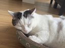 疯狂的主人猫抓板窝碗形特大号猫抓盆不掉屑猫窝宠物猫玩具瓦楞纸猫爪板椭圆 实拍图