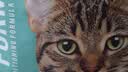 凯锐思猫粮银爪P28全价鲜肉冻干双拼猫粮亲和护肠胃成猫粮4斤 实拍图