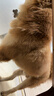 普安特宠物猫咪洗耳液耳螨狗狗滴耳液猫耳朵清洁耳垢臭痒漂护理液尔加分 实拍图