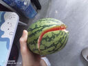 手剥皮小西瓜2K小糖丸西瓜新鲜水果薄皮西瓜脆甜手撕红肉甜瓜整箱 小糖丸1.5-2斤 实拍图