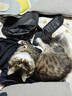 pidan猫砂 天然钠基球型猫砂2.4kg*4包 球型膨润土砂京东自营 实拍图