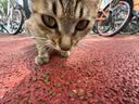 诚实一口P40全价猫粮 成猫幼猫80%高鲜肉长肉美毛养胃鸡鱼口味通用型400g 实拍图